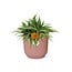 °°Chlorophytum Ocean 15cm in ELHO Vibes Fold 16cm rond delicaat roze