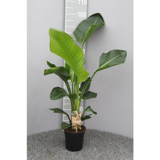 Strelitzia Nicolai P17 2pp - Ø17cm - ↕70cm