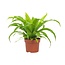 Asplenium Antiquum 12cm - Ø12cm - ↕19cm