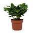 Koffie Arabica 12cm - Ø12cm - ↕22cm