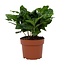 Koffie Arabica 12cm - Ø12cm - ↕22cm