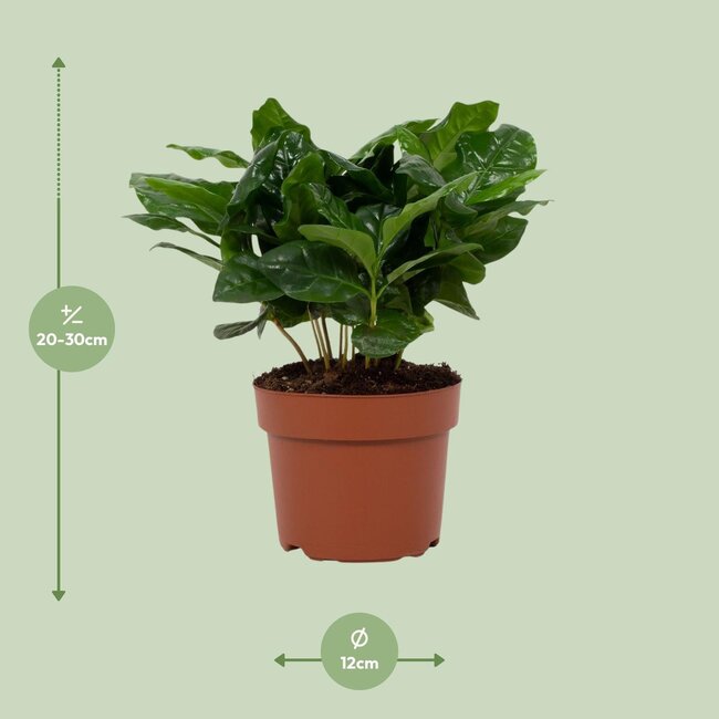 Koffie Arabica 12cm - Ø12cm - ↕22cm