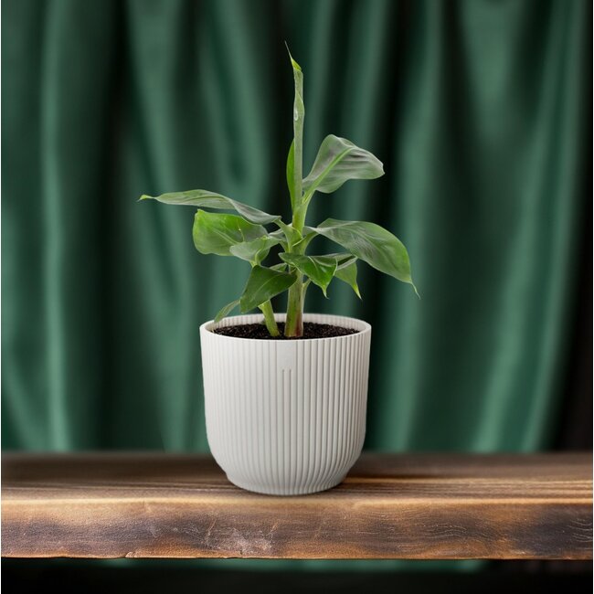 Musa Tropicana 12cm - Ø12cm - ↕27cm