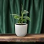 Musa Tropicana 12cm - Ø12cm - ↕27cm