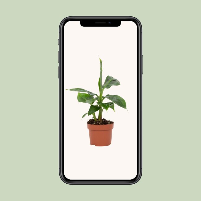 Musa Tropicana 12cm - Ø12cm - ↕27cm