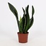 Sansevieria Whitney 12cm - Ø12cm - ↕27cm