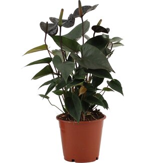 Anthurium Black Love In Transparant Sleeve - Ø12cm - ↕36cm