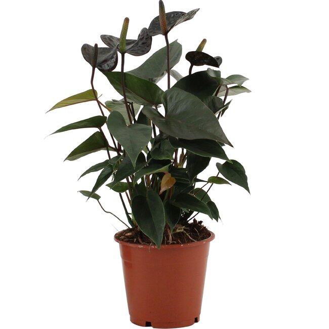 Anthurium Black Love In Transparant Sleeve - Ø12cm - ↕36cm