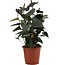 Anthurium Black Love In Transparant Sleeve - Ø12cm - ↕36cm