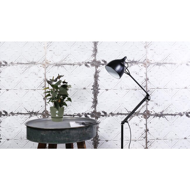 Anthurium Black Love In Transparant Sleeve - Ø12cm - ↕36cm