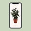 Anthurium Black Love In Transparant Sleeve - Ø12cm - ↕36cm