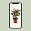 Anthurium Calon In Transparant Sleeve - Ø12cm - ↕36cm