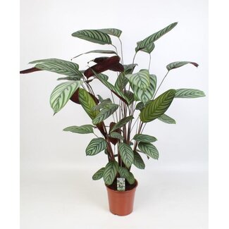 Ctenanthe Oppenheimiana - Ø21cm - ↕100cm