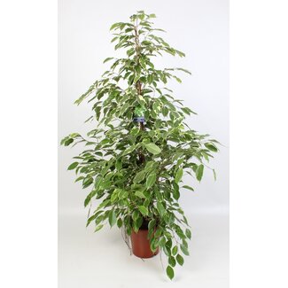 Ficus Benjamina Golden King 21 Cm - Ø21cm - ↕100cm
