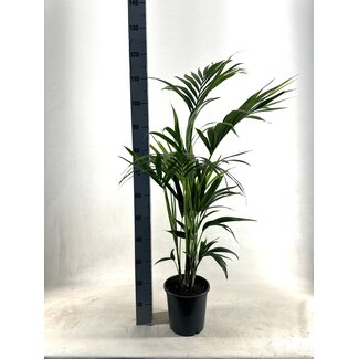 KENTIA - P21 H110 - 5PP - EcoLine (Howea Forsteriana - Ø21cm - ↕110cm