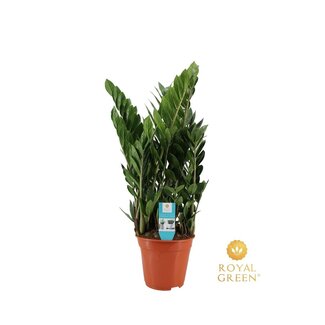 Zamioculcas 21cm - Ø21cm - ↕75cm