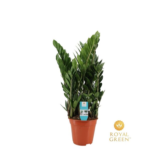Zamioculcas 21cm - Ø21cm - ↕75cm