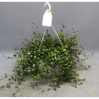 Muehlenbeckia WOLKJE DER LIEFDE - Ø22cm - ↕35cm