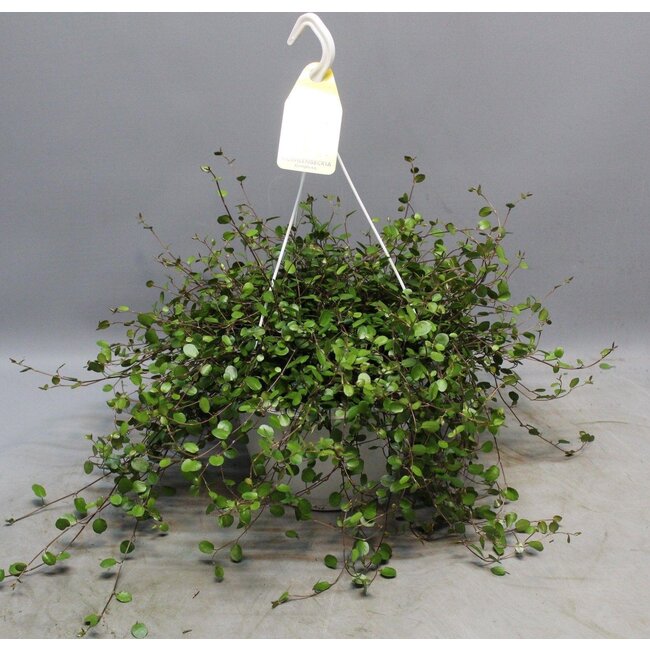 Muehlenbeckia WOLKJE DER LIEFDE - Ø22cm - ↕35cm