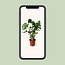 Monstera Deliciosa P21 - Ø21cm - ↕60cm