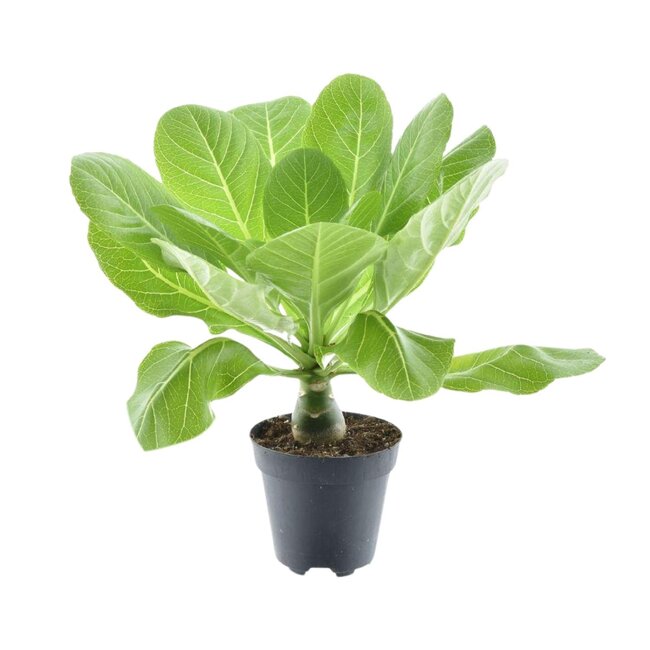 Brighamia Insignis 'Hawaii Palm' P12 - Ø12cm - ↕37cm7