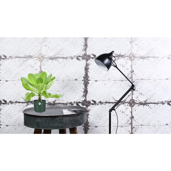 Brighamia Insignis 'Hawaii Palm' P12 - Ø12cm - ↕37cm7