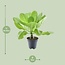 Brighamia Insignis 'Hawaii Palm' P12 - Ø12cm - ↕37cm7