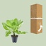 Brighamia Insignis 'Hawaii Palm' P12 - Ø12cm - ↕37cm7