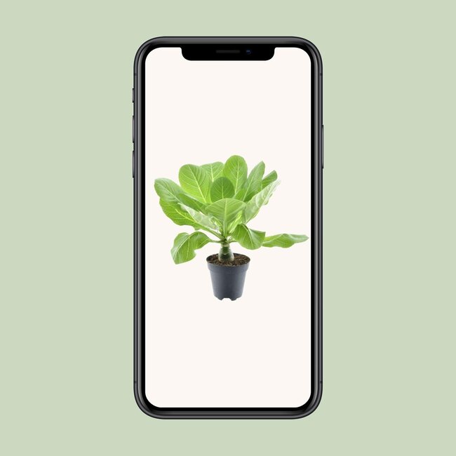 Brighamia Insignis 'Hawaii Palm' P12 - Ø12cm - ↕37cm7