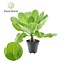 Brighamia Insignis 'Hawaii Palm' P12 - Ø12cm - ↕37cm7