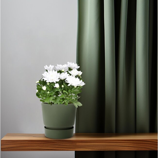 Chrysanthemum Brave - Ø12cm - ↕26cm