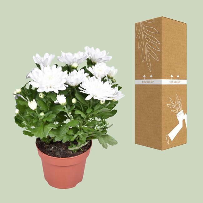Chrysanthemum Brave - Ø12cm - ↕26cm