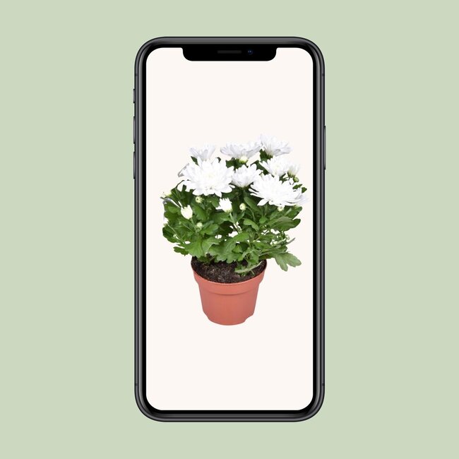 Chrysanthemum Brave - Ø12cm - ↕26cm