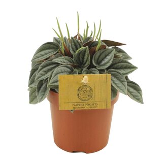 Peperomia Napoli Nachten - Ø10,5cm - ↕15cm
