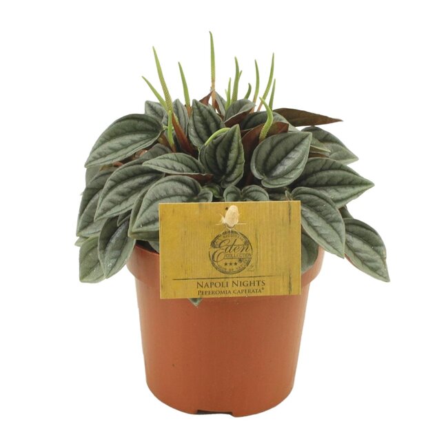 Peperomia Napoli Nachten - Ø10,5cm - ↕15cm