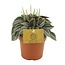 Peperomia Napoli Nachten - Ø10,5cm - ↕15cm