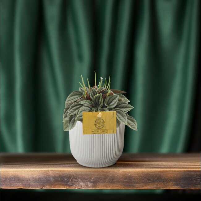 Peperomia Napoli Nachten - Ø10,5cm - ↕15cm