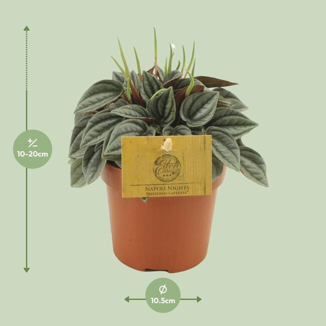 Peperomia Napoli Nachten - Ø10,5cm - ↕15cm