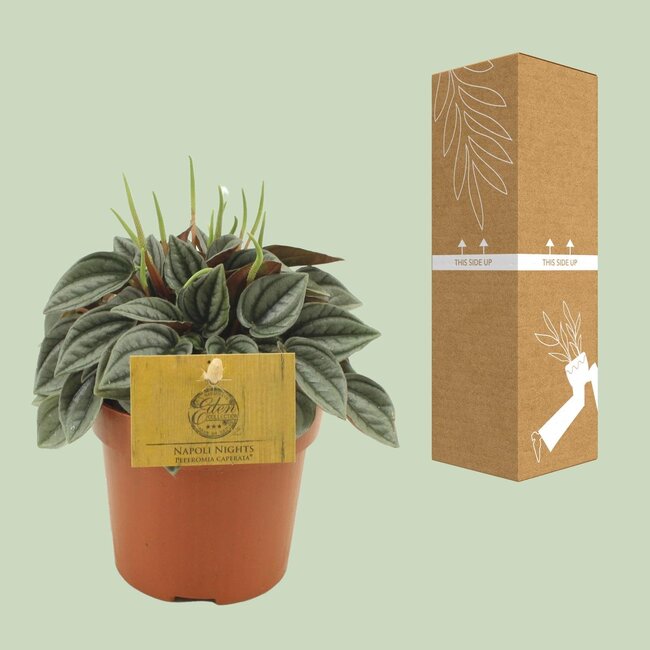 Peperomia Napoli Nachten - Ø10,5cm - ↕15cm