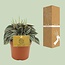 Peperomia Napoli Nachten - Ø10,5cm - ↕15cm
