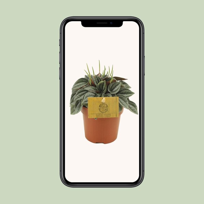 Peperomia Napoli Nachten - Ø10,5cm - ↕15cm