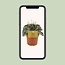 Peperomia Napoli Nachten - Ø10,5cm - ↕15cm