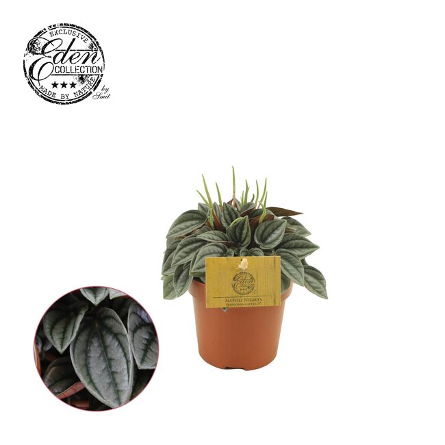 Peperomia Napoli Nachten - Ø10,5cm - ↕15cm