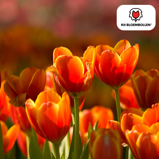 Tulpenbollen Dafeng – 20 Stuks | KH Bloembollen® | Oranje Tulp – Grootbloemig & Elegant – Voor Tuin of Pot – Maat 11/12 – Vers van de Teler!