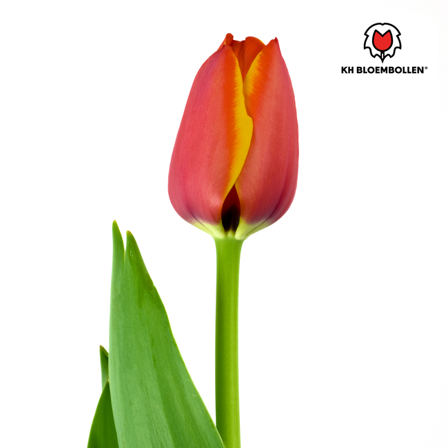 Tulpenbollen Dafeng – 20 Stuks | KH Bloembollen® | Oranje Tulp – Grootbloemig & Elegant – Voor Tuin of Pot – Maat 11/12 – Vers van de Teler!