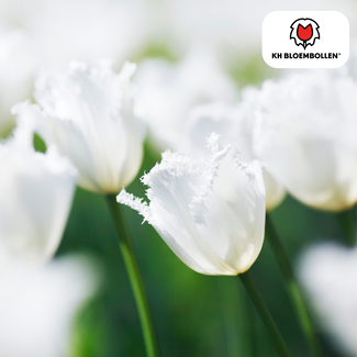 Tulpenbollen Huwelijksreis – 20 Stuks | KH Bloembollen® | Witte Kartelrand Tulp – Elegant & Uniek – Cadeau voor Tuin of Pot – Maat 11/12 – Vers van de Teler!