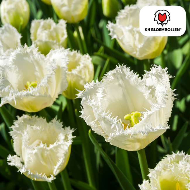 Tulpenbollen Huwelijksreis – 20 Stuks | KH Bloembollen® | Witte Kartelrand Tulp – Elegant & Uniek – Cadeau voor Tuin of Pot – Maat 11/12 – Vers van de Teler!