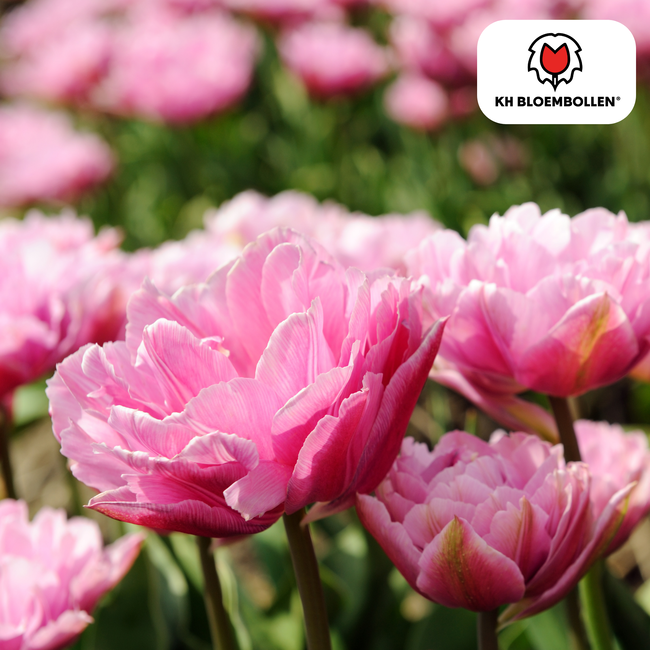 Tulpenbollen Columbus – 20 Stuks | KH Bloembollen® | Roze-Witte Dubbele Pioentulp – Elegant & Vol – Voor Tuin of Pot – Maat 11/12 – Vers van de Teler!