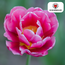 Tulpenbollen Columbus – 20 Stuks | KH Bloembollen® | Roze-Witte Dubbele Pioentulp – Elegant & Vol – Voor Tuin of Pot – Maat 11/12 – Vers van de Teler!