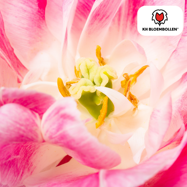 Tulpenbollen Columbus – 20 Stuks | KH Bloembollen® | Roze-Witte Dubbele Pioentulp – Elegant & Vol – Voor Tuin of Pot – Maat 11/12 – Vers van de Teler!